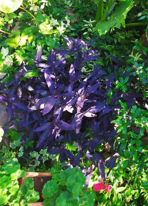 Olive Lemon Biophilic House & Lush Forest Garden Vamos Exterior photo
