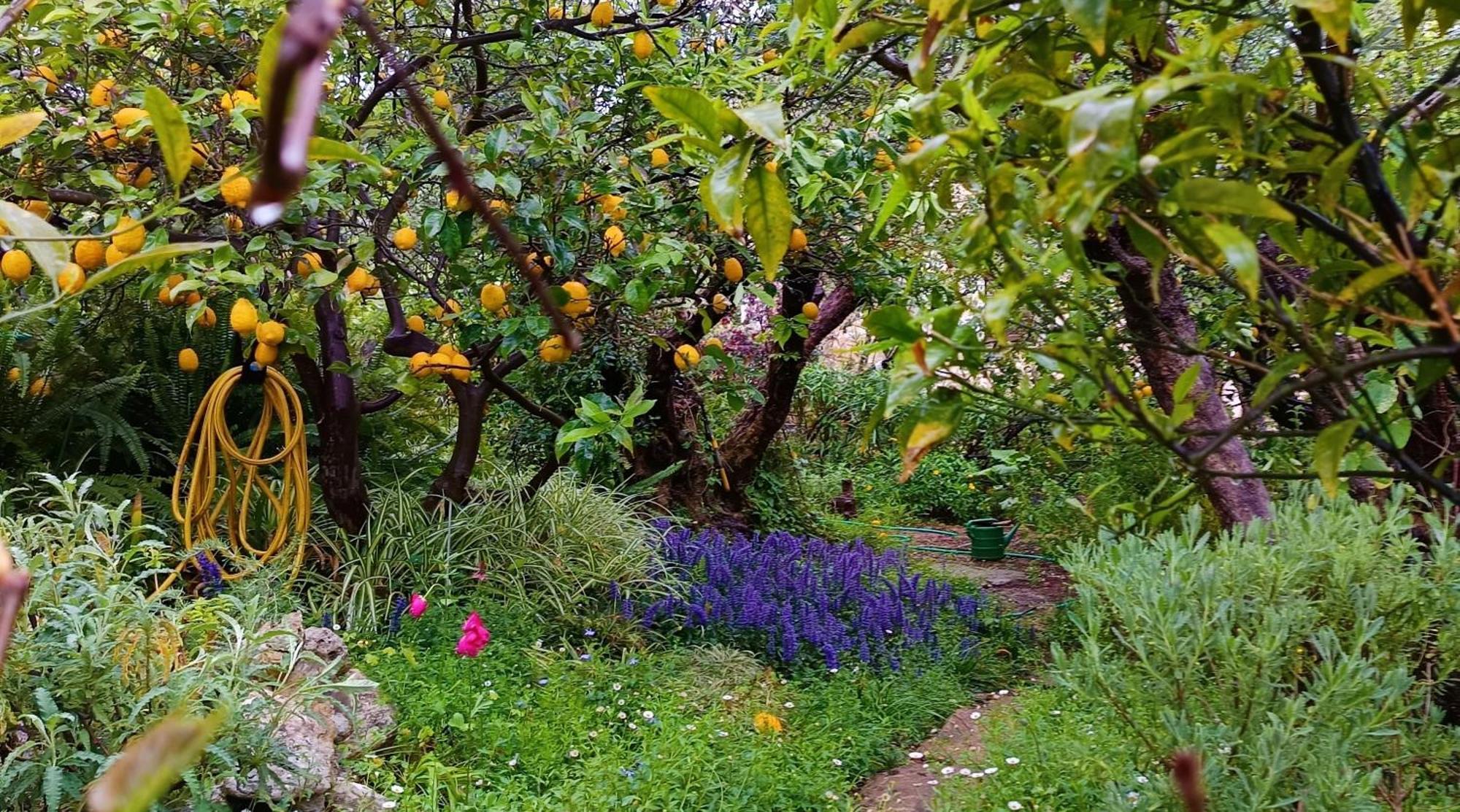 Olive Lemon Biophilic House & Lush Forest Garden Vamos Exterior photo