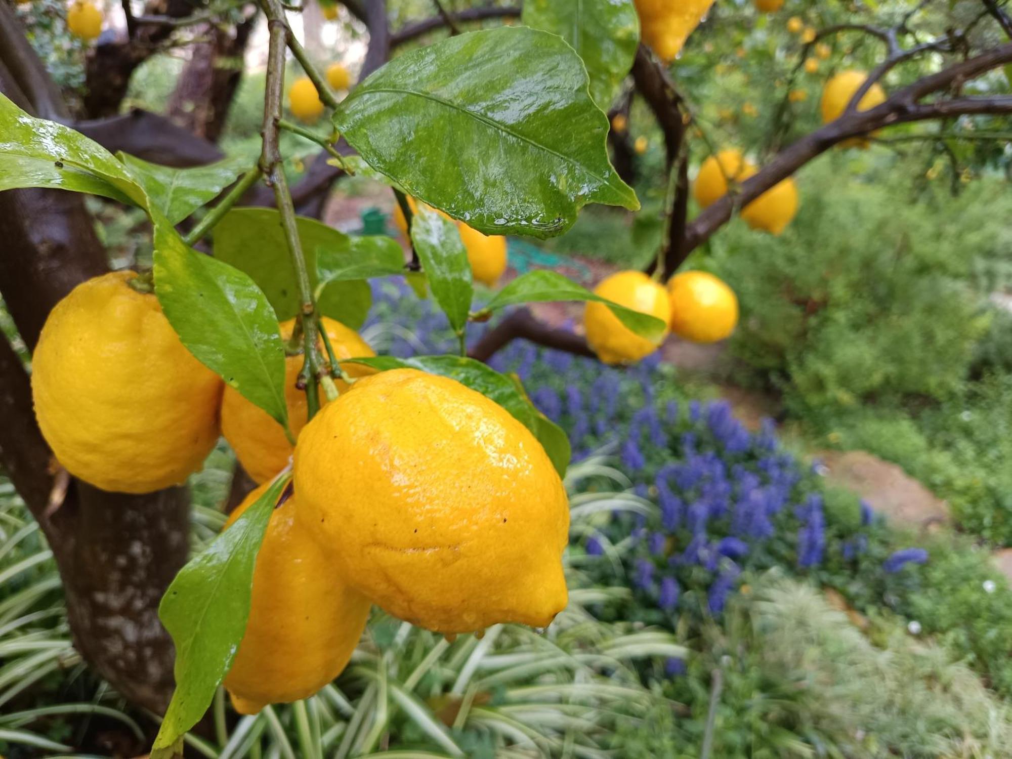 Olive Lemon Biophilic House & Lush Forest Garden Vamos Exterior photo